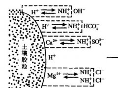 施用碳酸氫銨為什么要強調(diào)深施覆土？