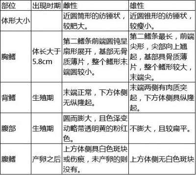 泥鰍優(yōu)質(zhì)雌雄親鰍選擇的參考標(biāo)準(zhǔn)