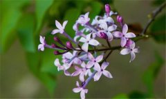 丁香花什么時候開花？丁香花的功效與作用