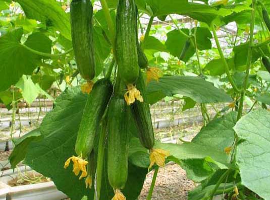 大棚蔬菜種植技術(shù)