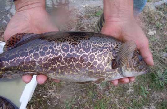 鱖魚食物食性