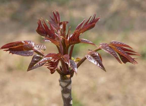 香椿種植管理方法