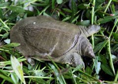 甲魚的飼料及種類知多少