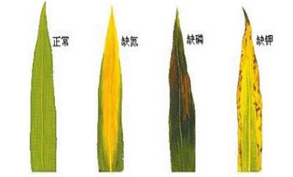 植物缺氮、磷、鉀元素時(shí)各有什么癥狀