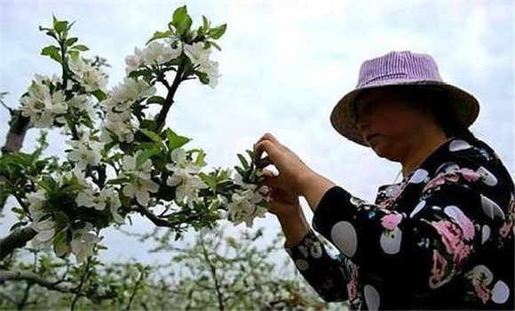 蘋果樹疏花朵的方法