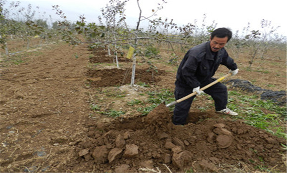 蘋(píng)果樹(shù)苗的栽植方法