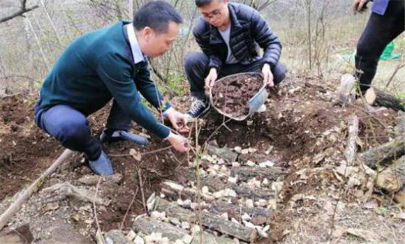 栽培種植豬苓的步驟與方法