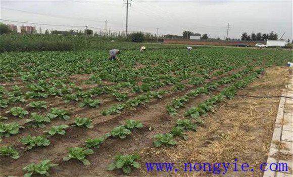 大白菜的間苗、除草