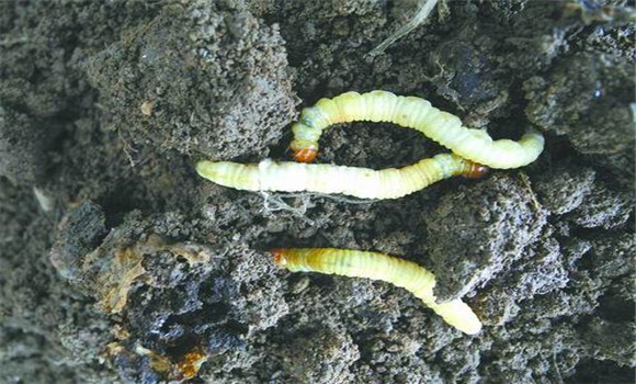 冬蟲夏草種植技術(shù)與方法步驟