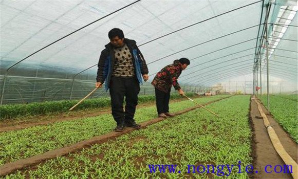 大棚茼蒿套作種植方式