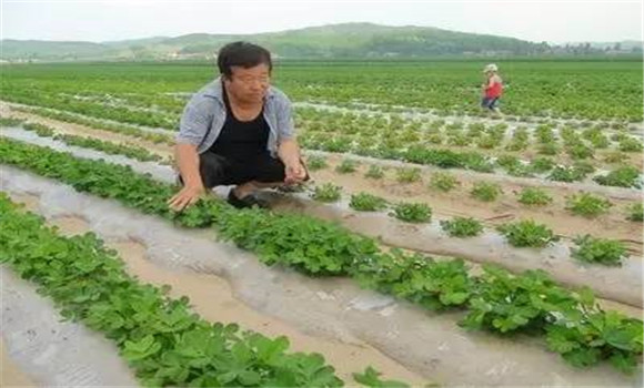 花生前期的田間管理措施