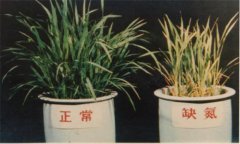 氮、磷、鉀對(duì)植物的作用分別是什么