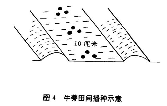 牛蒡種植技術