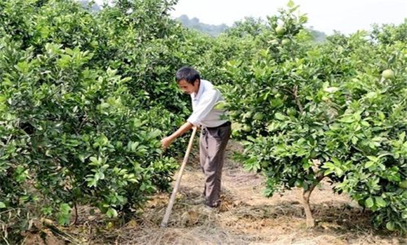 擴(kuò)穴改土，搞好肥水管理