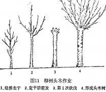 什么是柳樹頭木作業(yè) 怎樣施行？