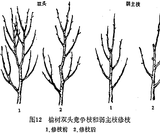 榆樹種植技術(shù)