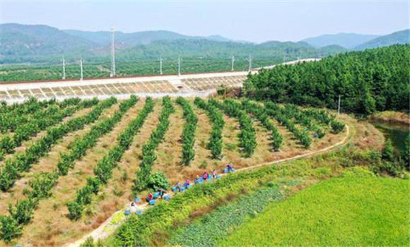 蜜柚種植園的建園標(biāo)準(zhǔn)