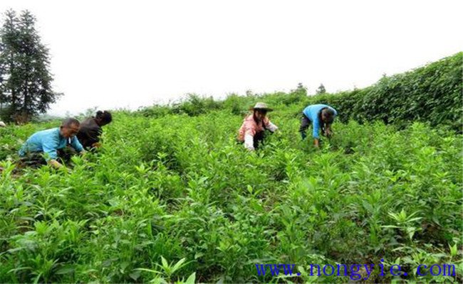 白術(shù)種植技術(shù)要點