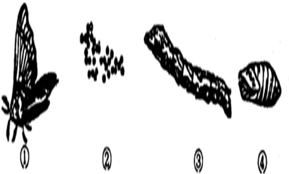 菜粉蝶的發(fā)育過程