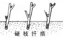 如何繁殖黑豆果 黑豆果硬枝扦插、綠枝扦插方法