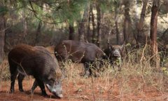 野豬是幾級保護動物，野豬的壽命一般是多少年