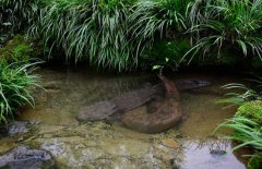 吃娃娃魚(yú)犯法嗎？