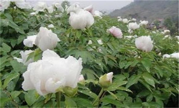 白芍種植技術(shù)、方法與主要步驟