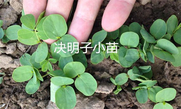 決明子種植時(shí)間和方法