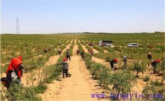 種植枸杞怎樣進(jìn)行土壤與施肥的管理？