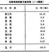 怎樣飼養(yǎng)商品烏骨雞？