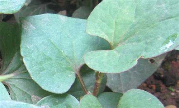 魚腥草種植技術(shù)