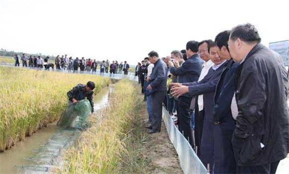 稻田養(yǎng)魚