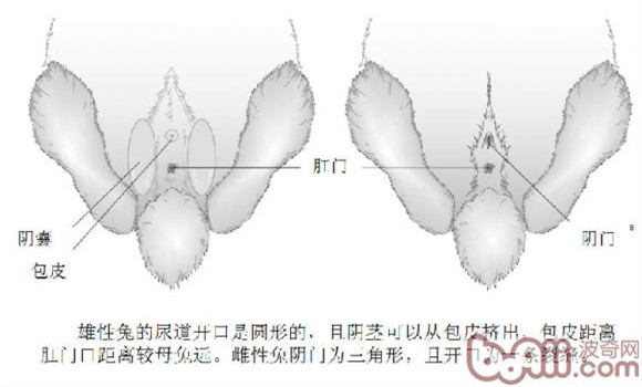 如何辨別兔子雌雄