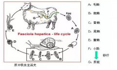 羊肝片吸蟲病的癥狀及其防治方法