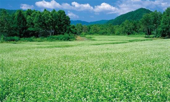 蕎麥種植時(shí)間