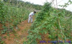 種植葛根如何管理？葛根田間管理技術要點