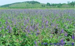 種植黃芩怎么管理？黃芩田間管理的主要內(nèi)容