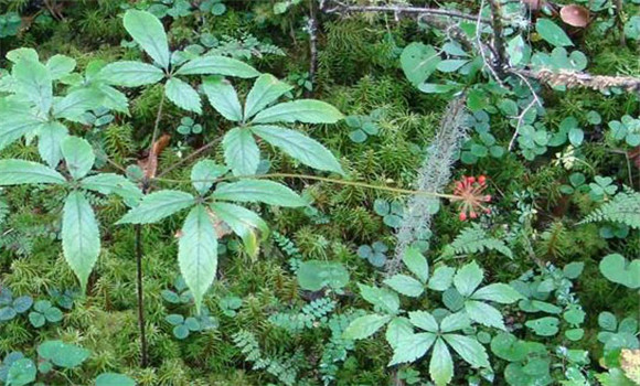 種植西洋參幾年能收獲