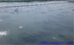 怎樣為魚塘增加氧氣，給魚塘增氧有幾種方法？