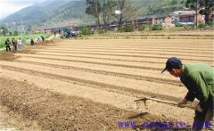 種植薄荷如何選地整地？薄荷種植管理技術(shù)要點