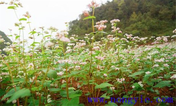 蕎麥種植時間選擇