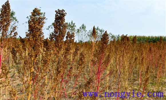 藜麥高產(chǎn)種植技術要點