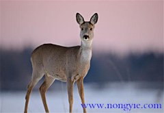 狍子是幾級保護動物，狍子為什么傻