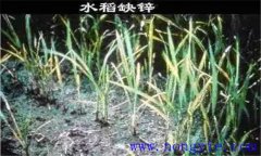 水稻缺鋅會(huì)導(dǎo)致僵苗，水稻缺鋅怎么辦？