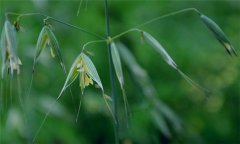 燕麥種植時間，燕麥什么時間種植