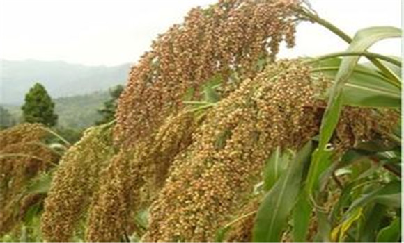 高粱種植方法