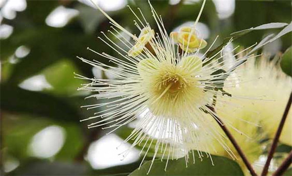 蒲桃的種植技術(shù)