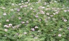 小冠花植物學特征及生物學特性