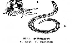 如何防治水仙線(xiàn)蟲(chóng)?。? /></a>
            <a href=