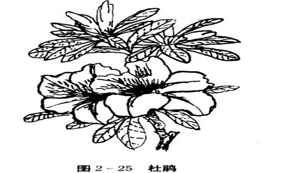 怎樣養(yǎng)杜鵑花，杜鵑花怎么養(yǎng)